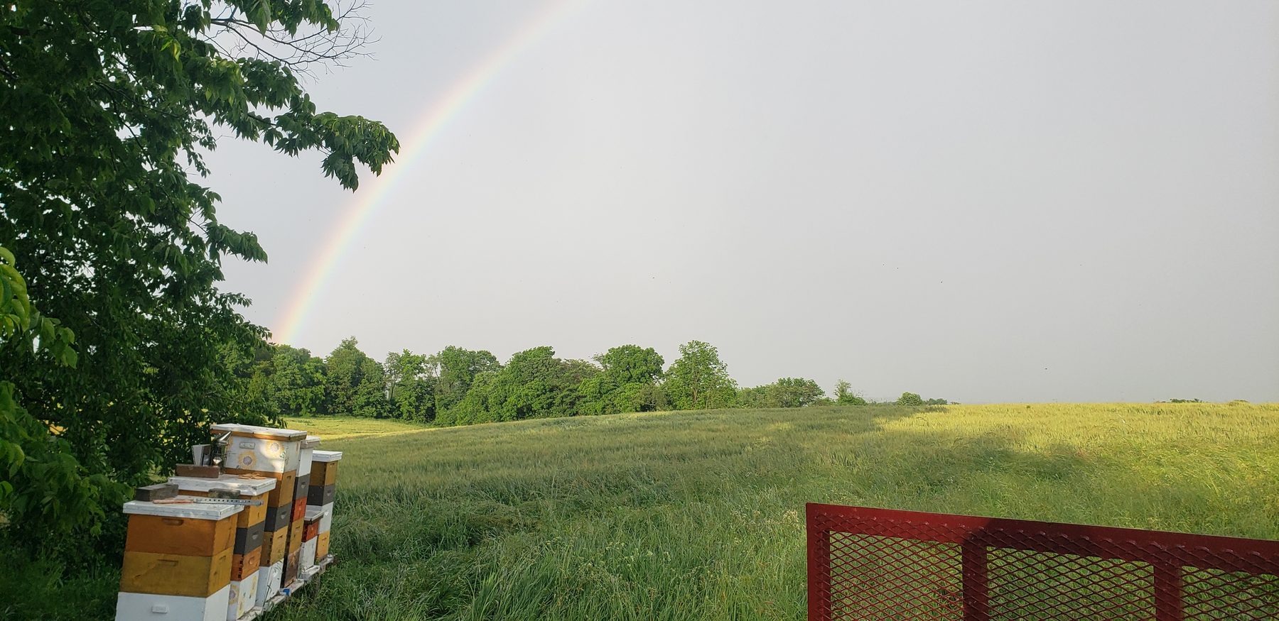 Been's Bees apiary in Hummelstown PA with a rainbow over the hives