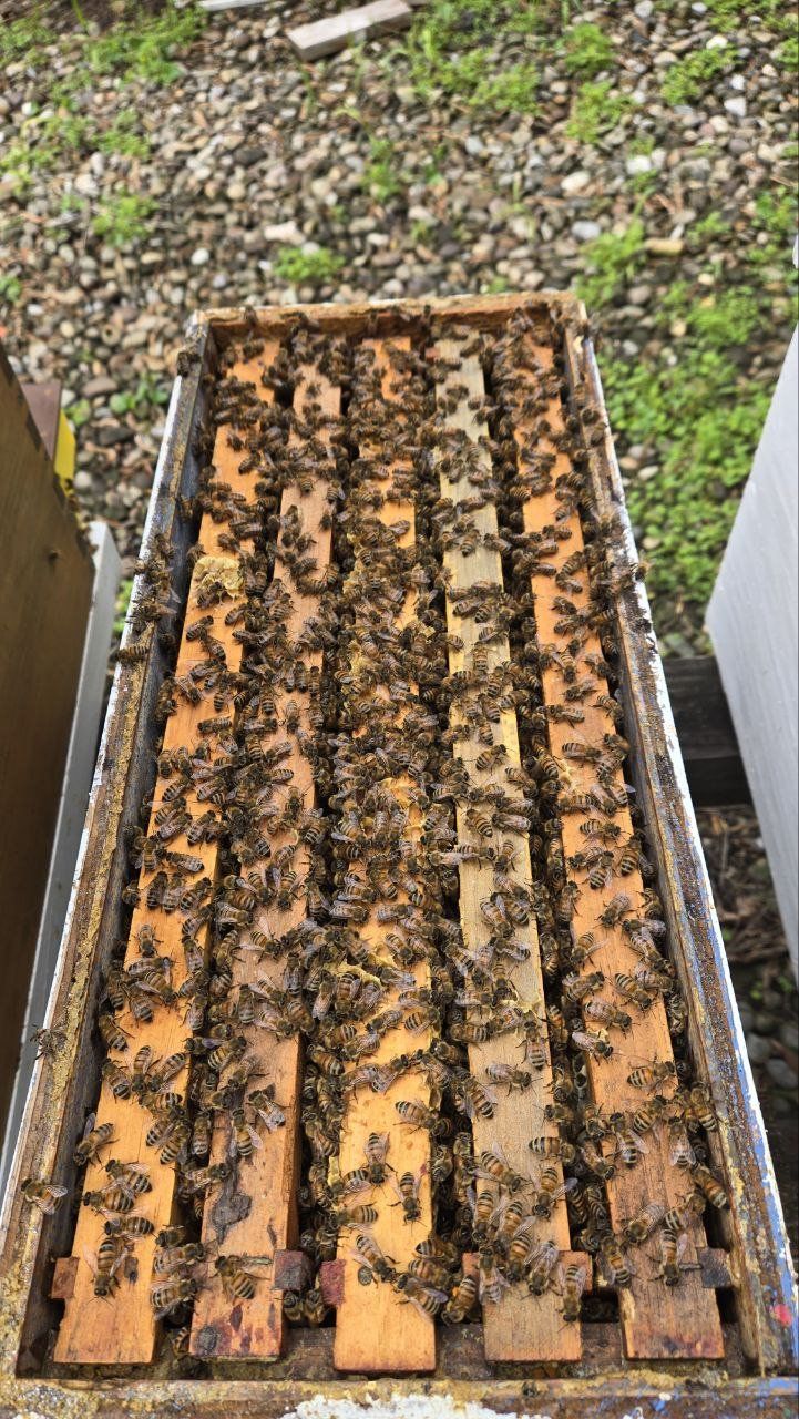 Locally adapted honeybee nuc colony