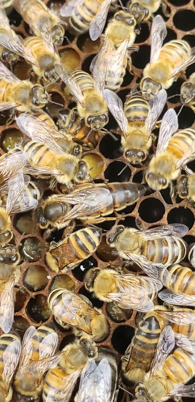 Marked honeybee queen from a Been's Bees apiary