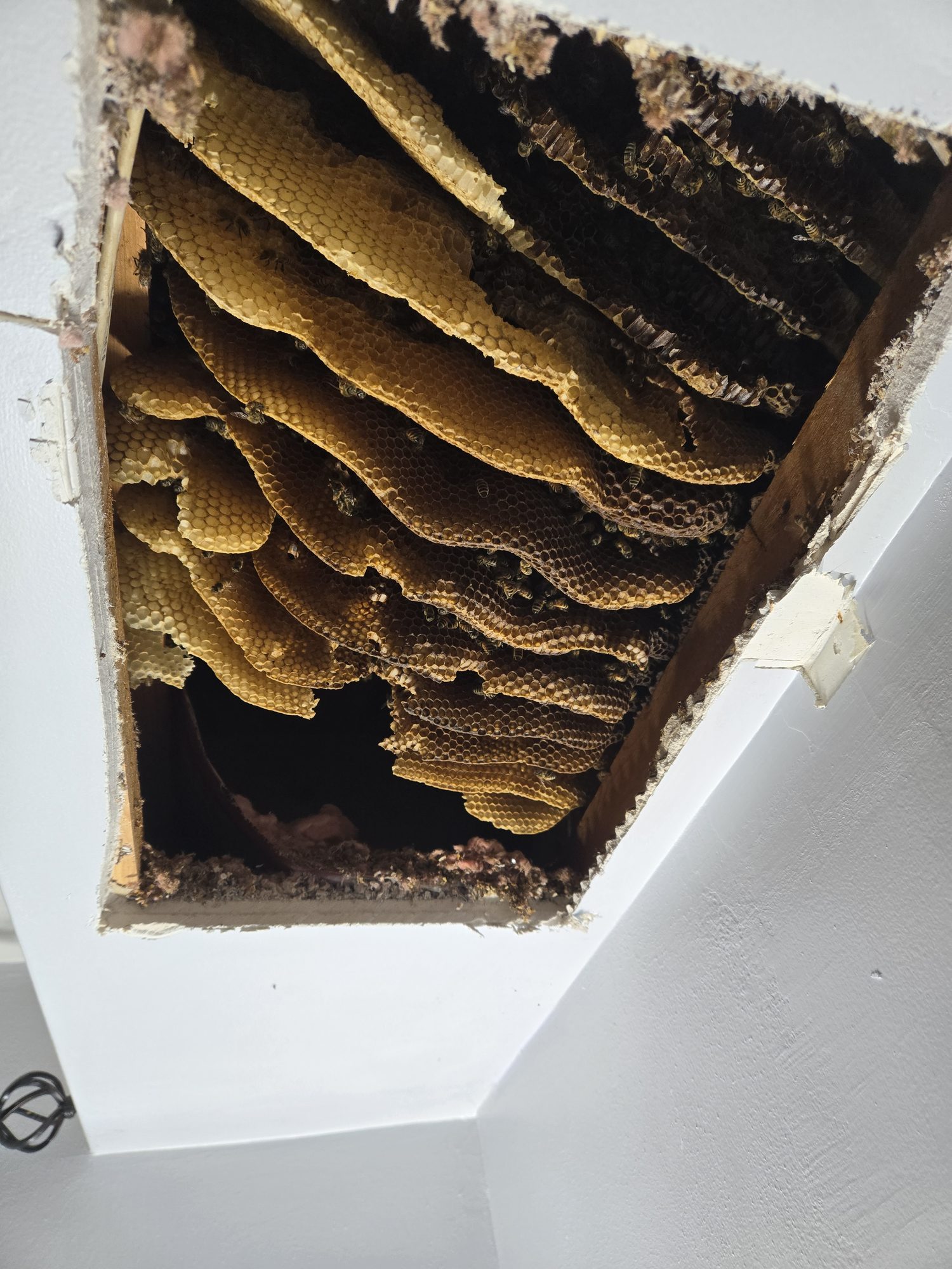 Honey bee colony exposed during a Been's Bees live removal — dense parallel wax comb sheets running along the bedroom wall stud cavity