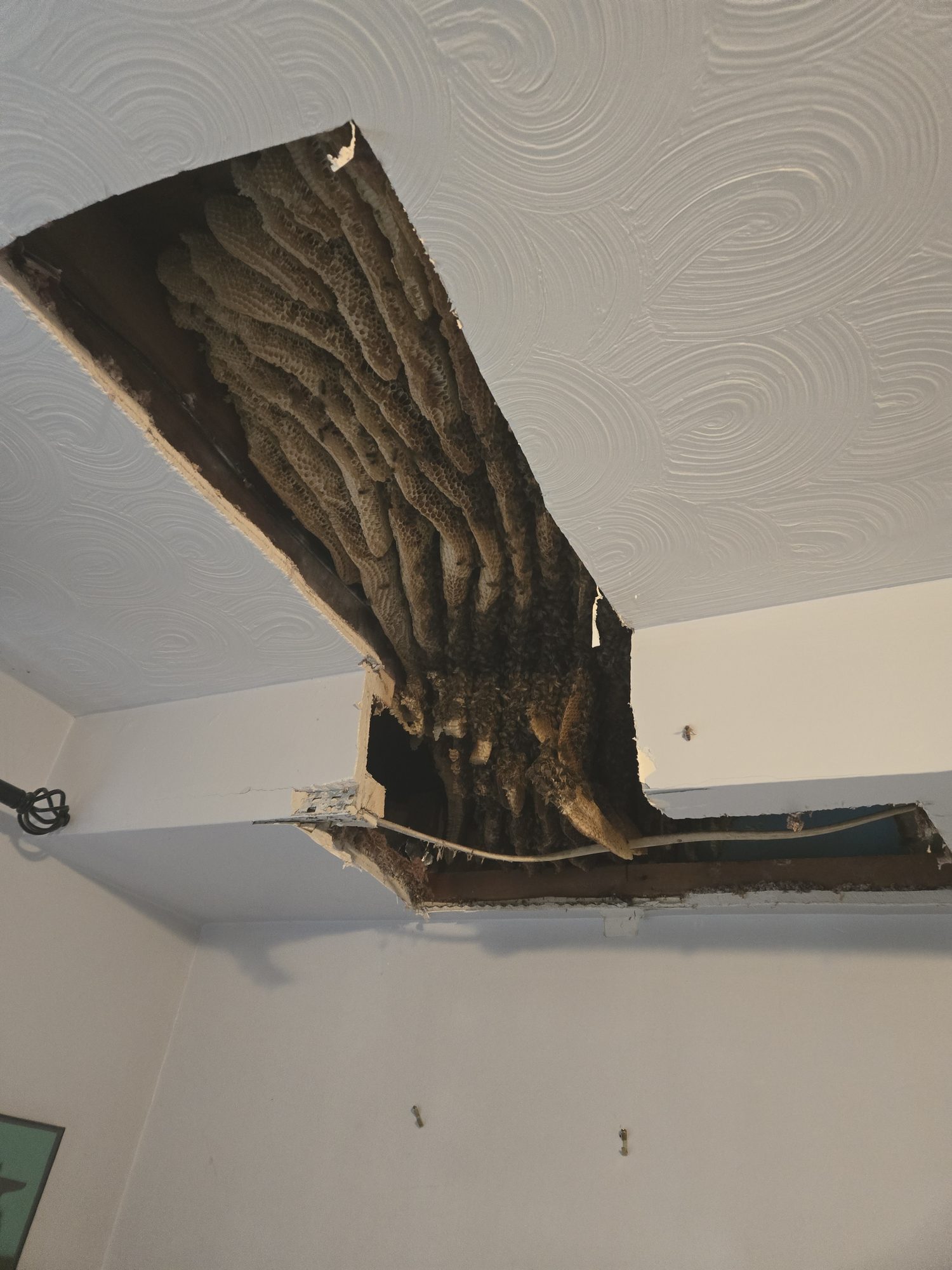 Massive L-shaped honey bee colony spreading along a bedroom wall and into the ceiling junction during a Been's Bees live cutout
