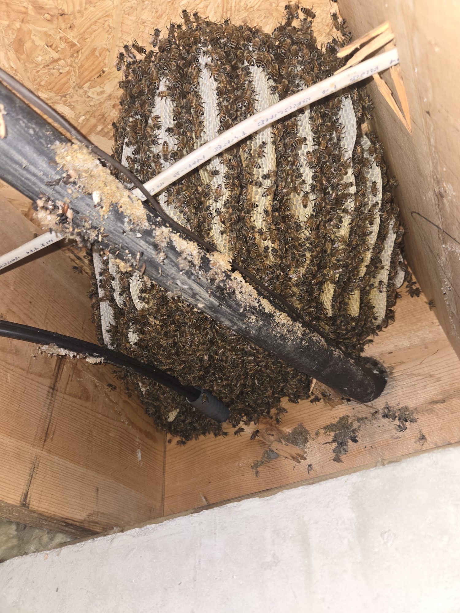 Honeybee colony built between ceiling joists with comb wrapped around an AC line, exposed during a Been's Bees live removal