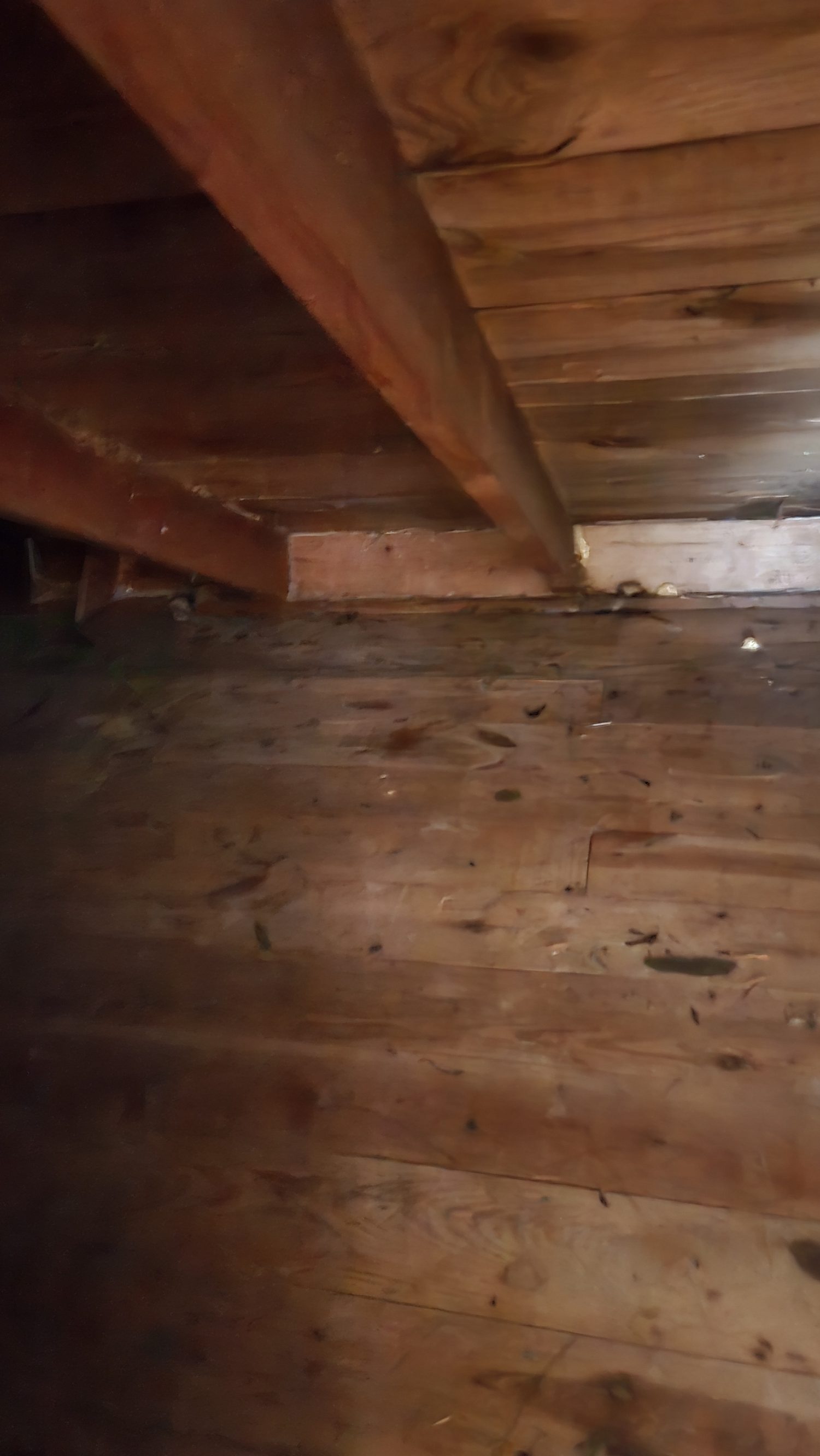 Crawlspace wall in visible light — no signs of a bee colony to the naked eye