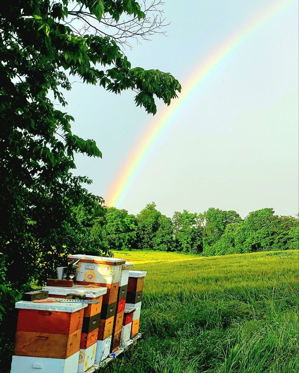 Been's Bees apiary in Hummelstown PA with a rainbow over the hives