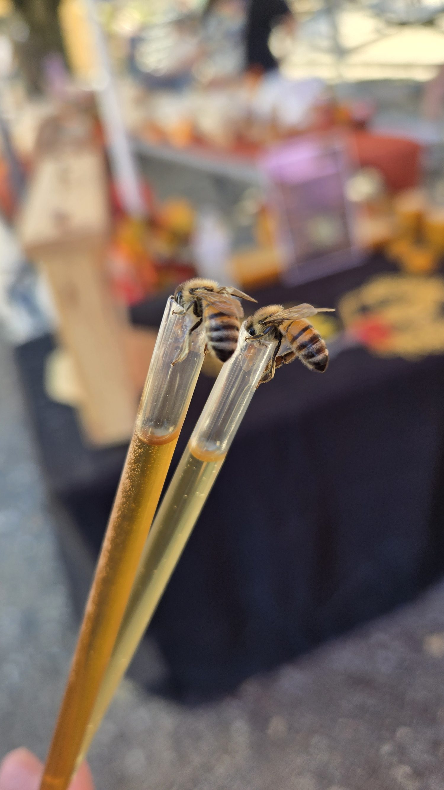 Two honey bees finding their way onto fresh honey straws at a Been's Bees vendor table — proof of the real, raw honey inside
