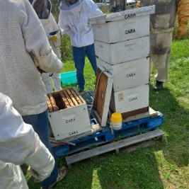 Been's Bees full mentorship in action