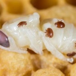 Varroa Treatments