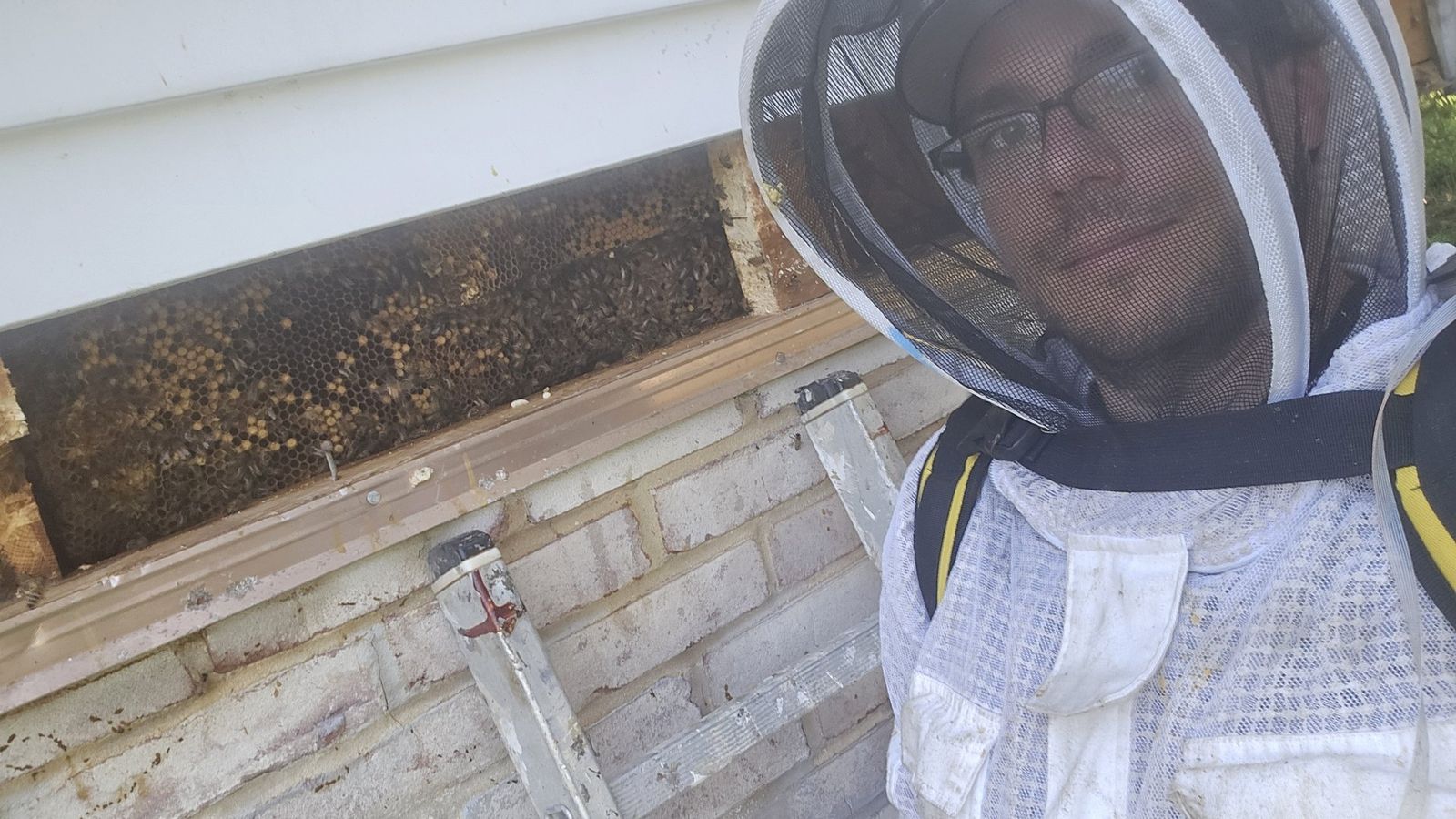 Honeybee removal in Colonial Park PA