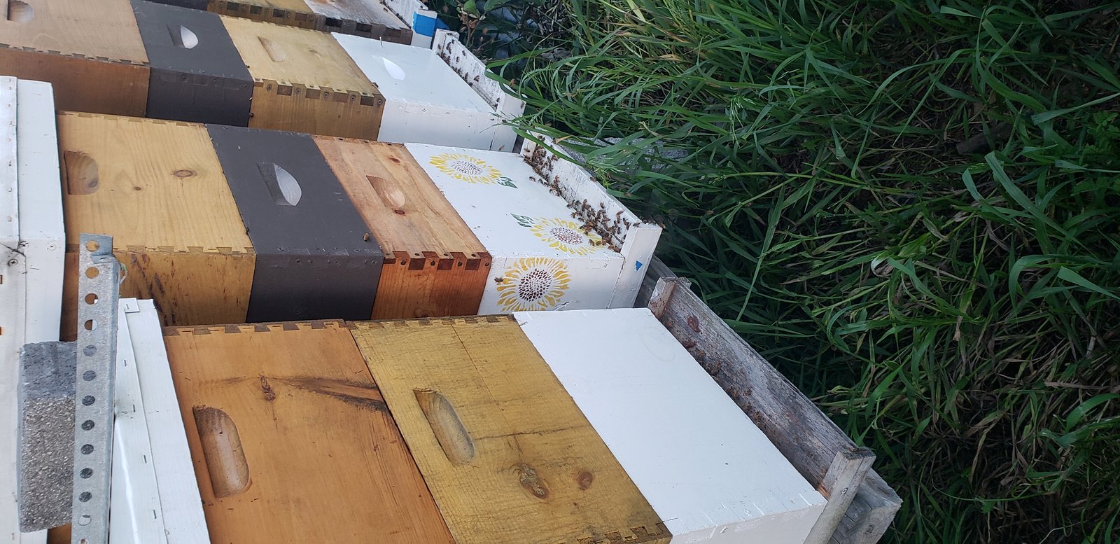 Honeybee removal in Middletown PA