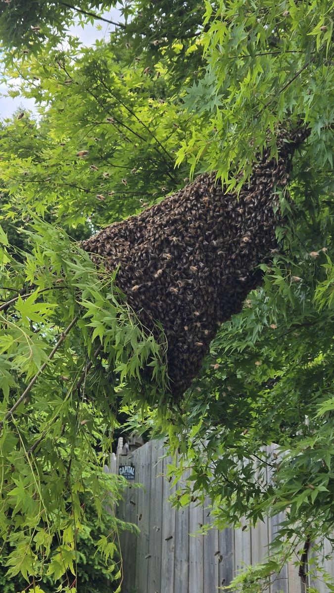 Honeybee swarm collected in Hummelstown PA
