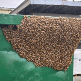 Honeybee swarm collected in Elizabethtown PA