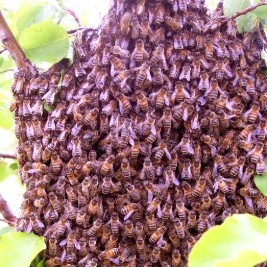 Honeybee swarm collected in Hershey PA