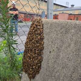 Honeybee swarm collected in Colonial Park PA