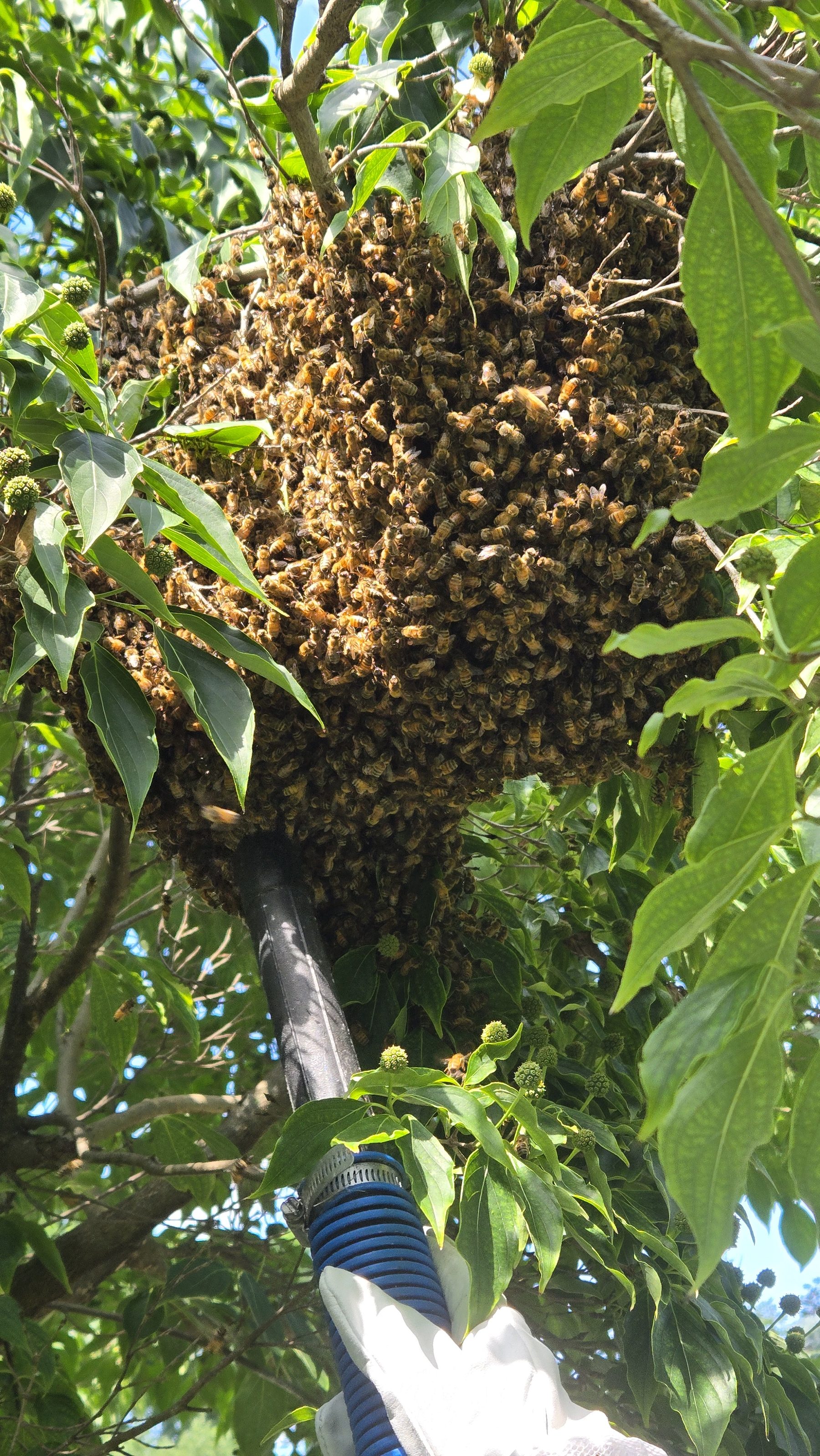 Large honey bee swarm clustered on a tree branch with the Been's Bees bee vac hose reaching up to start collection