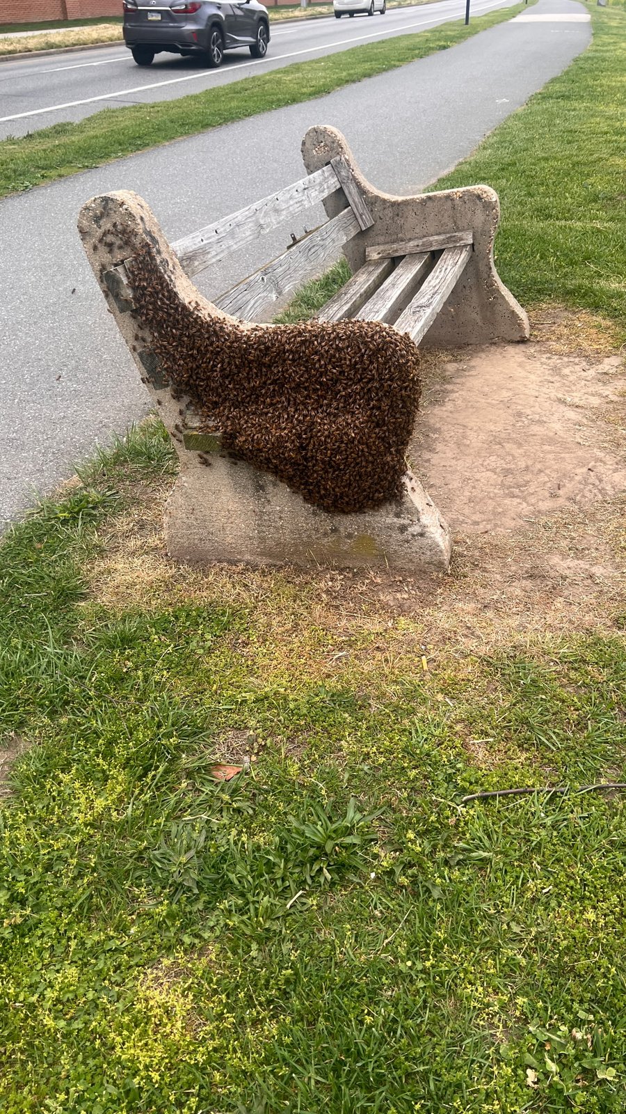 Honeybee swarm clustered on a wooden park bench in Central PA
