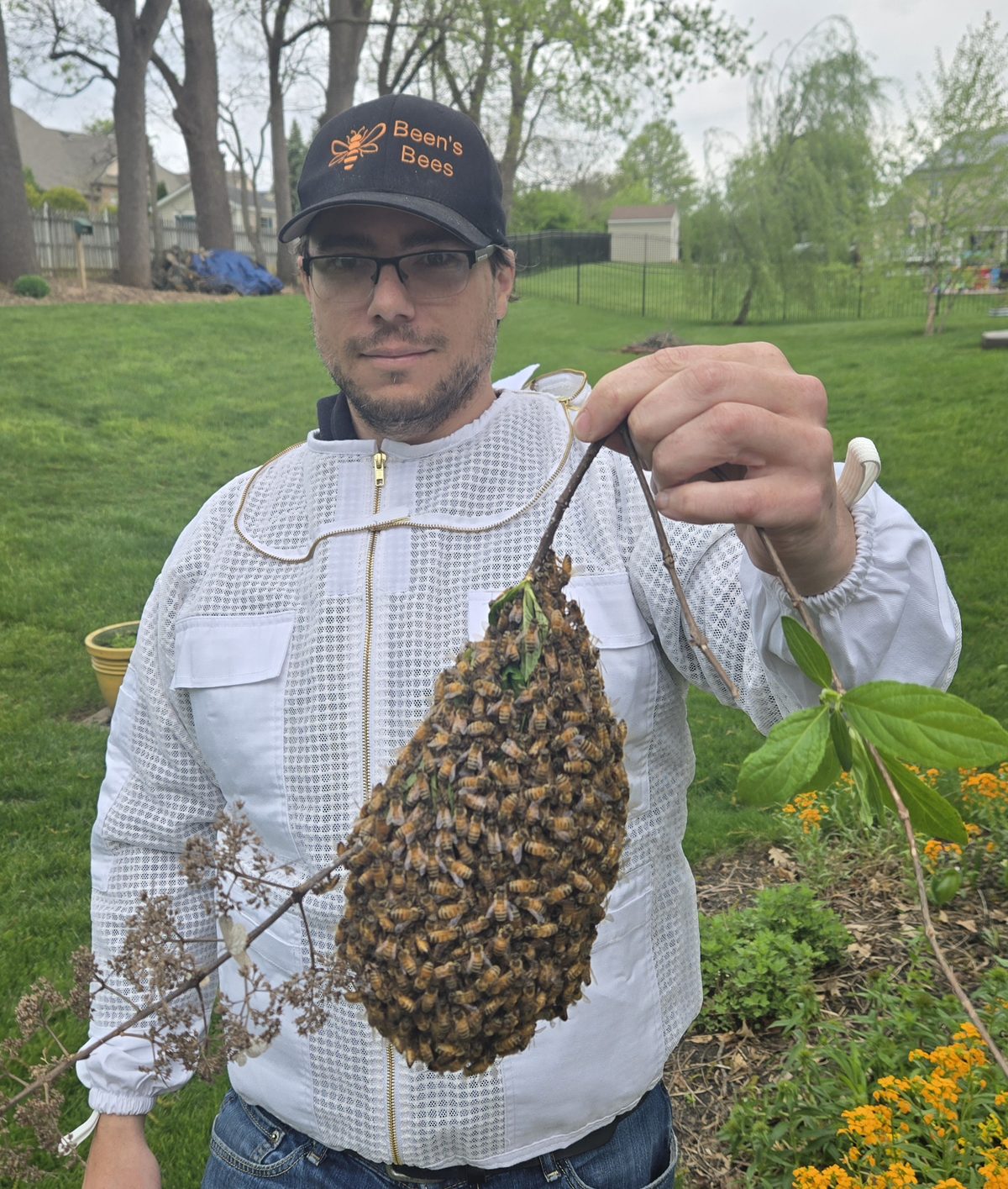 Justin Jacobeen of Been's Bees holding a freshly-collected honey bee swarm in Hummelstown PA