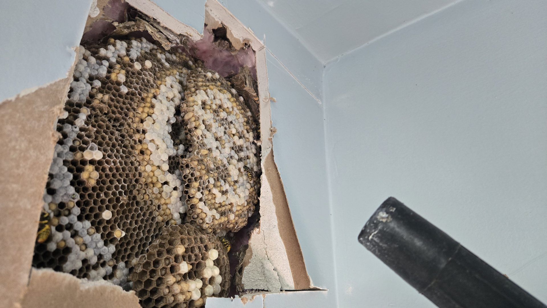 A yellowjacket nest exposed inside a ceiling during a pesticide-free cut-out, with the removal vacuum in frame
