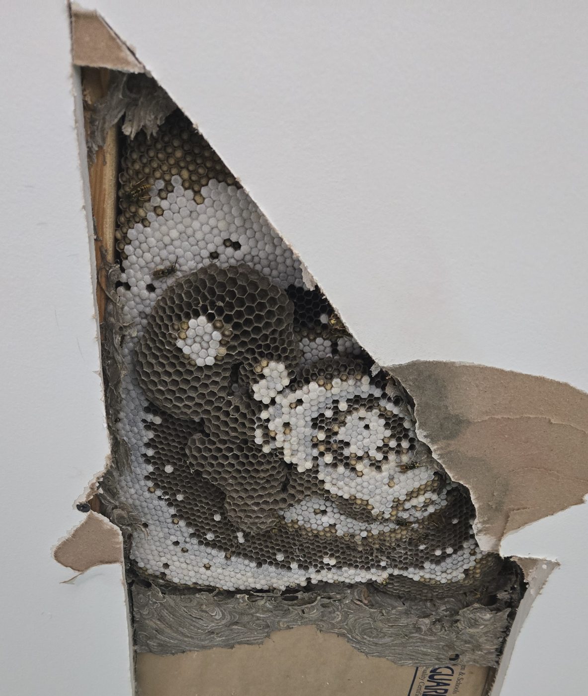 Layers of yellowjacket paper comb and capped brood exposed behind drywall during a pesticide-free cut-out in Central PA